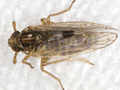 Laodelphax striatella